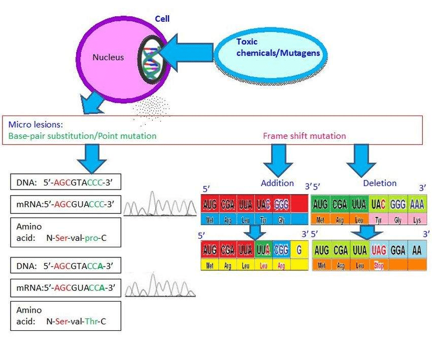 3.2 Different Damages or Mutations Chemistry LibreTexts